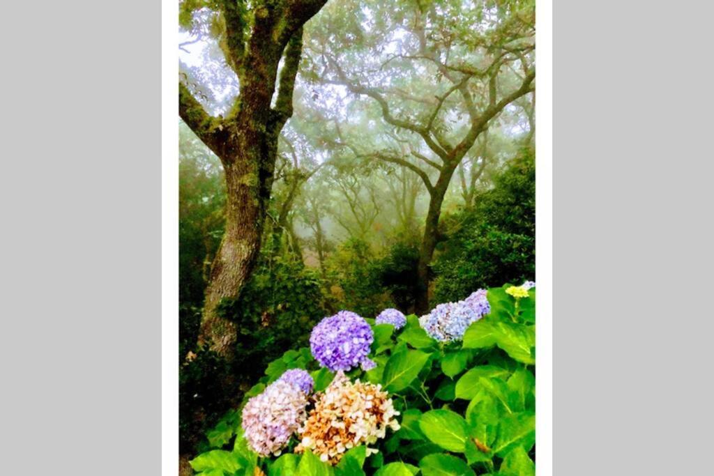 Quinta Biologica, Com Vista, Na Serra De Sintra Esterno foto