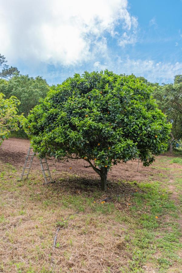 Quinta Biologica, Com Vista, Na Serra De Sintra Esterno foto
