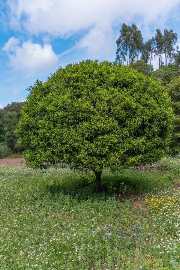 Quinta Biologica, Com Vista, Na Serra De Sintra Esterno foto